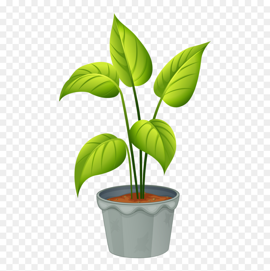Green Home My Garden Valley Pinterest Plants - Plant Clipart, HD Png Download - plants png
