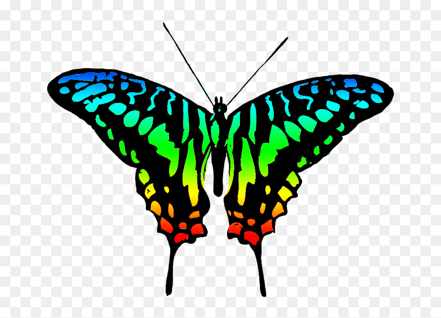 Clip Art Colourful Butterfly, HD Png Download - green butterfly png