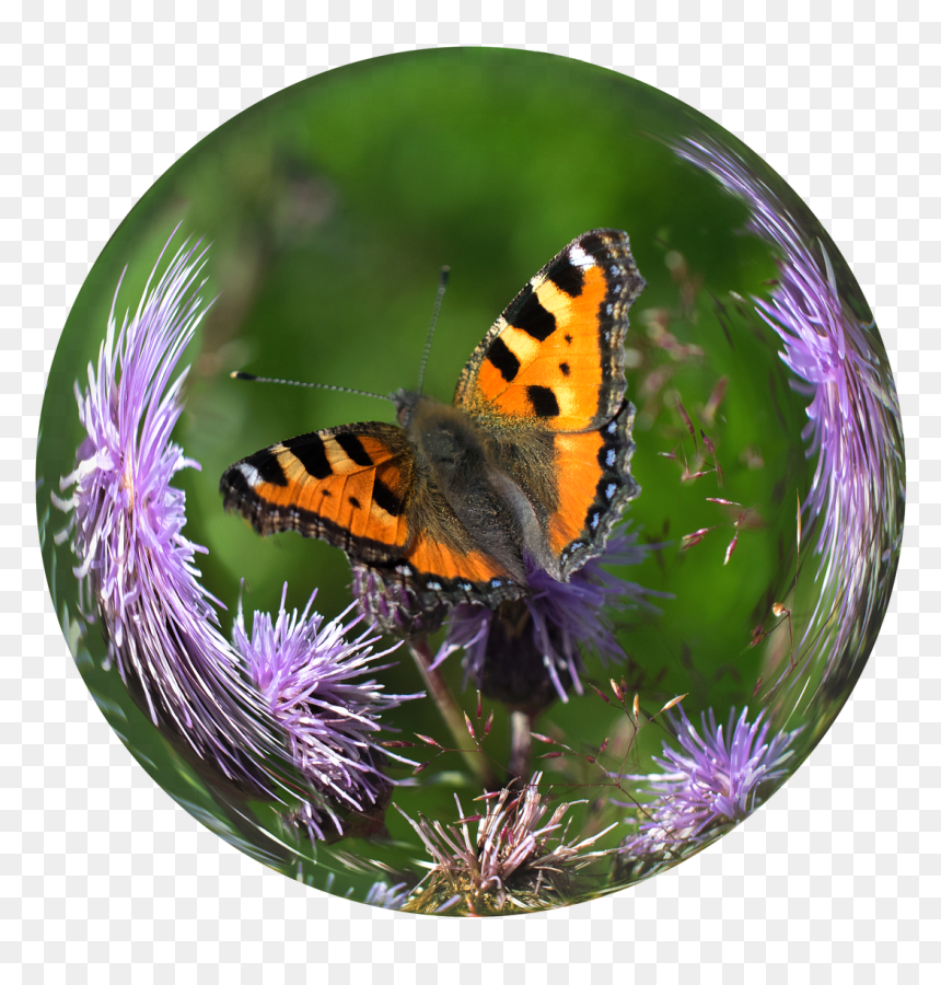 Butterfly In A Glass Ball, HD Png Download - green butterfly png