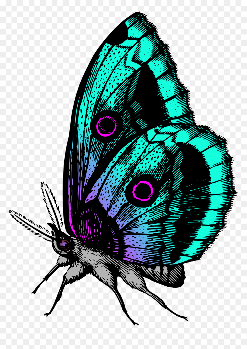 Colour Butterfly Images Hd, HD Png Download - green butterfly png