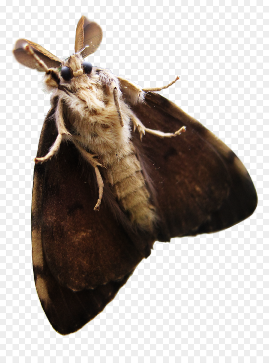 Transparent Moth Png, Png Download - green butterfly png