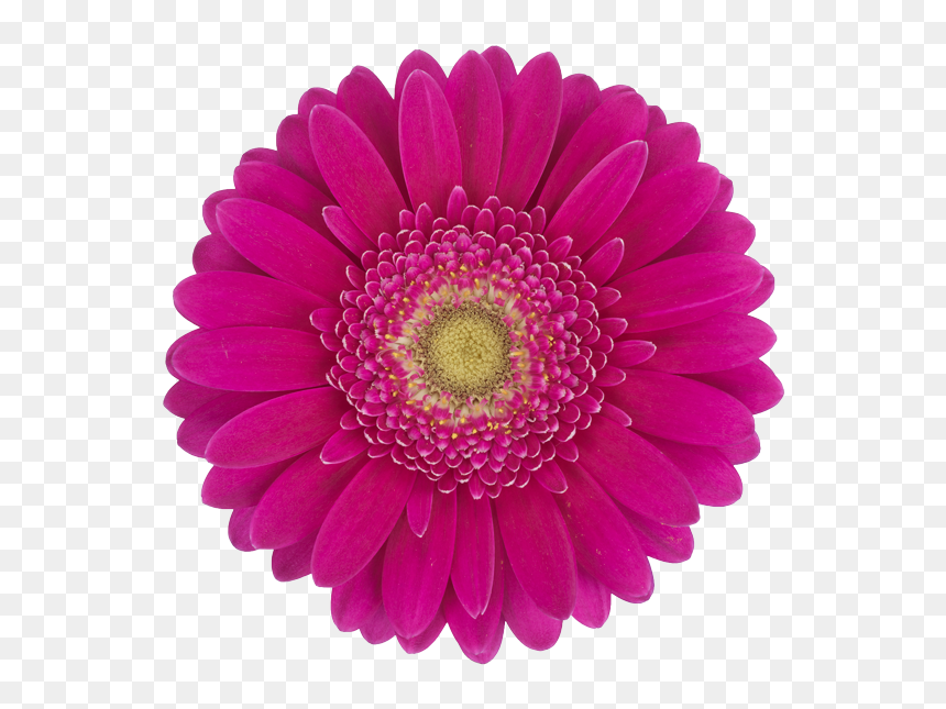 Rubber Jar Opener, HD Png Download - green flowers png