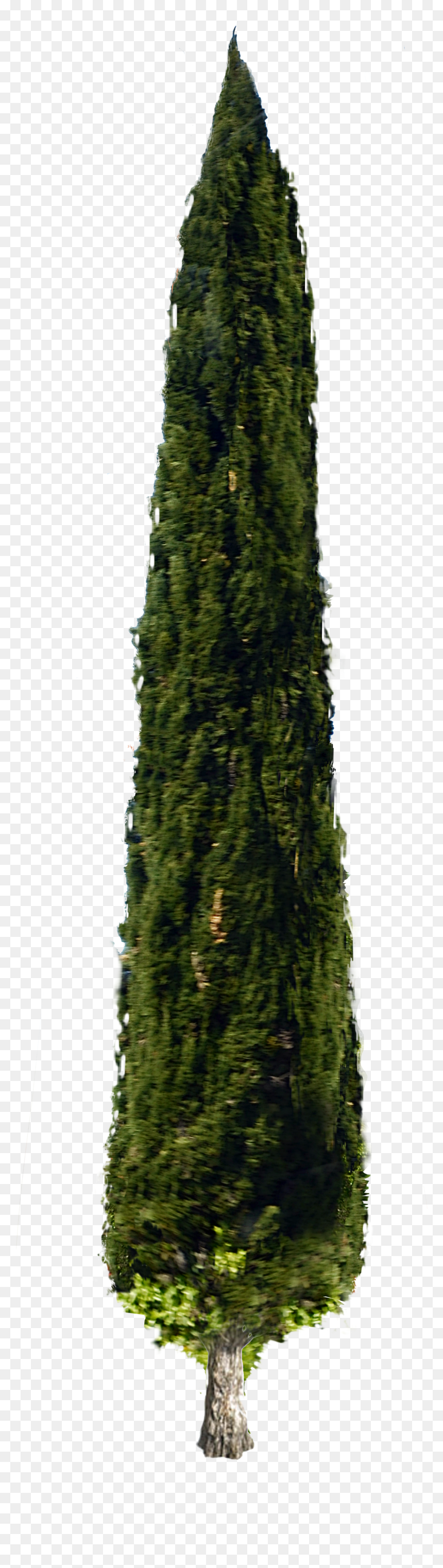 Cypress Pine Tree Png, Transparent Png - cypress tree png