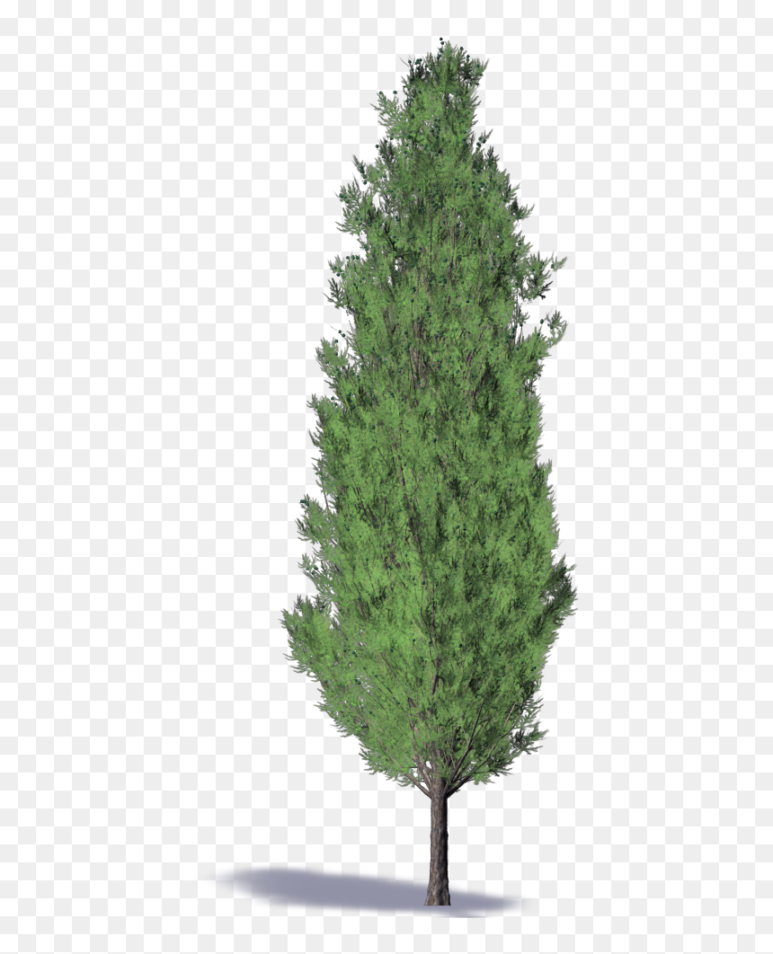 Christmas Tree, HD Png Download - cypress tree png
