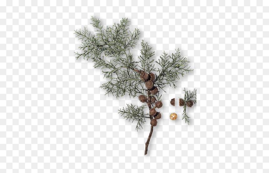 Branche Cyprès Png, Transparent Png - cypress tree png