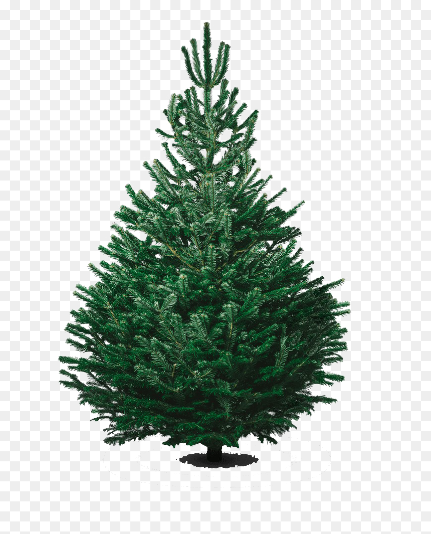 Nordmann Fir Real Christmas Tree, HD Png Download - cypress tree png