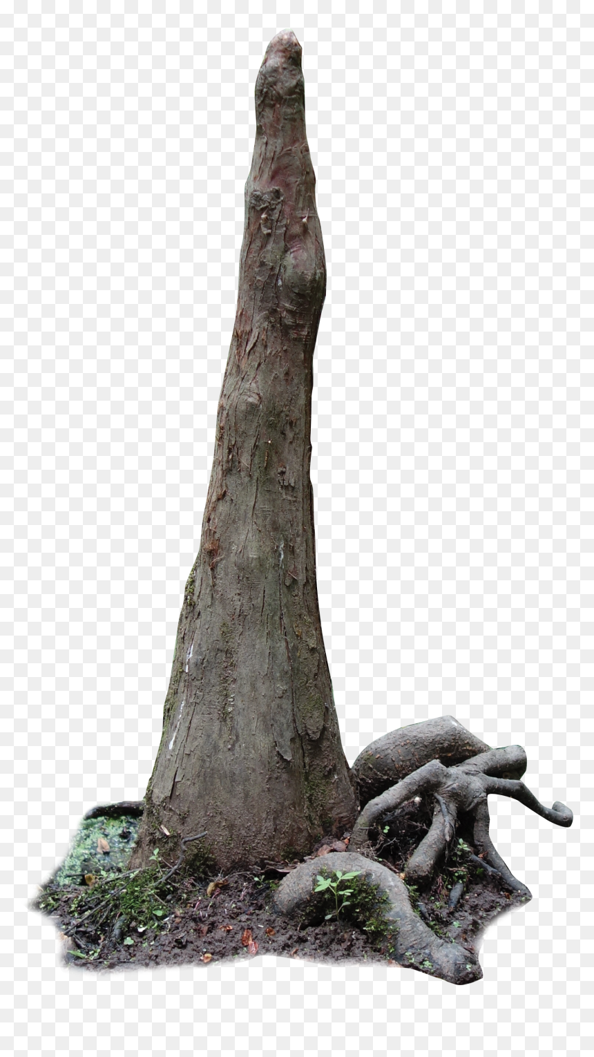 Cypress Knees Png, Transparent Png - cypress tree png