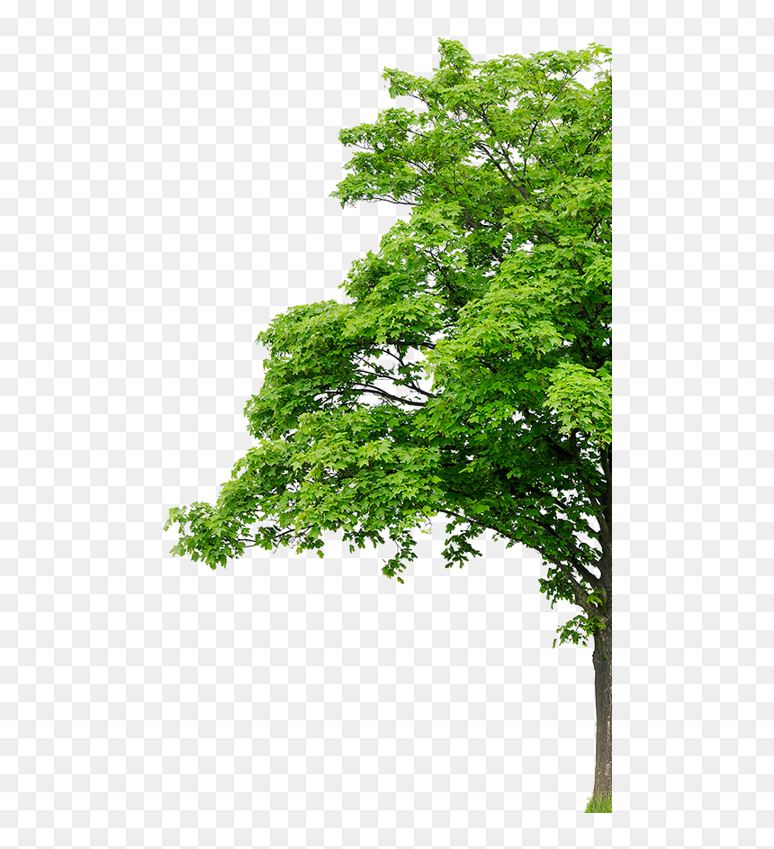 Background Tree And Png, Transparent Png - cypress tree png