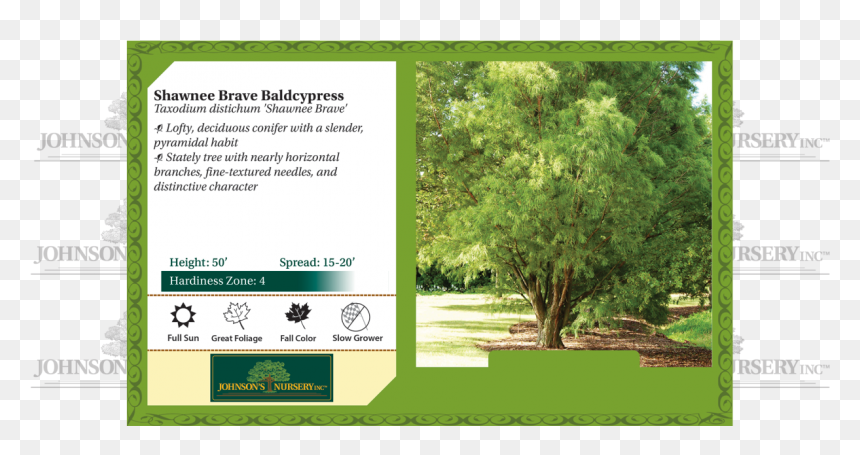 Exclamation London Planetree Fruit, HD Png Download - cypress tree png