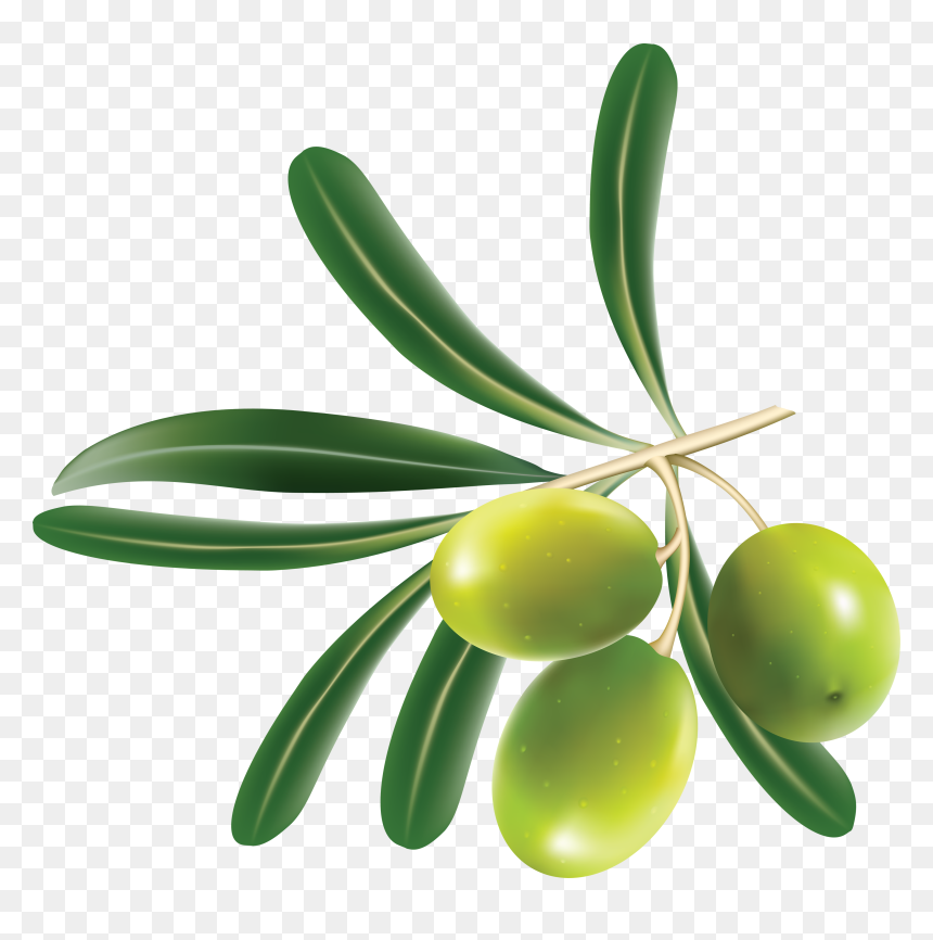Olive Png, Transparent Png - olives png