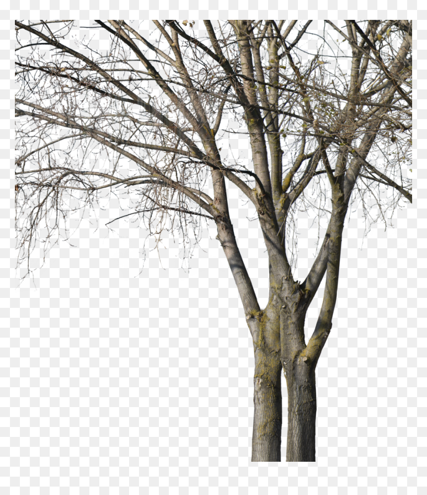 Wood, HD Png Download - deciduous tree png