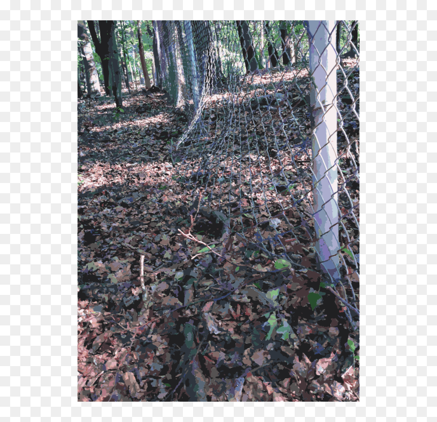 Deciduous Tree Png, Transparent Png - deciduous tree png