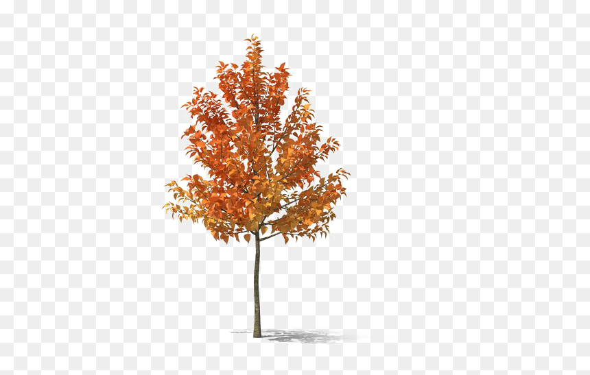 Fall Tree Png, Transparent Png - deciduous tree png