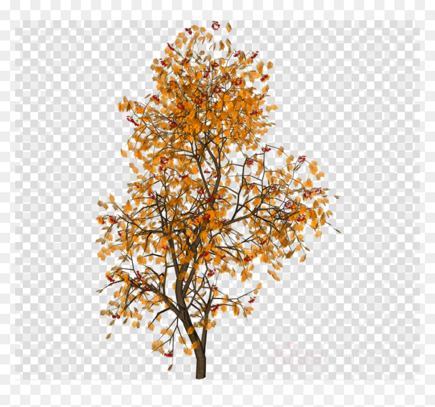 Hot And Cold No Background, HD Png Download - deciduous tree png
