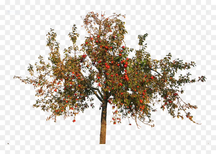 Apple Tree Autumn Png, Transparent Png - deciduous tree png