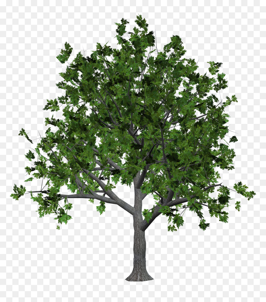 Trees Png Images, Transparent Png - trees png images