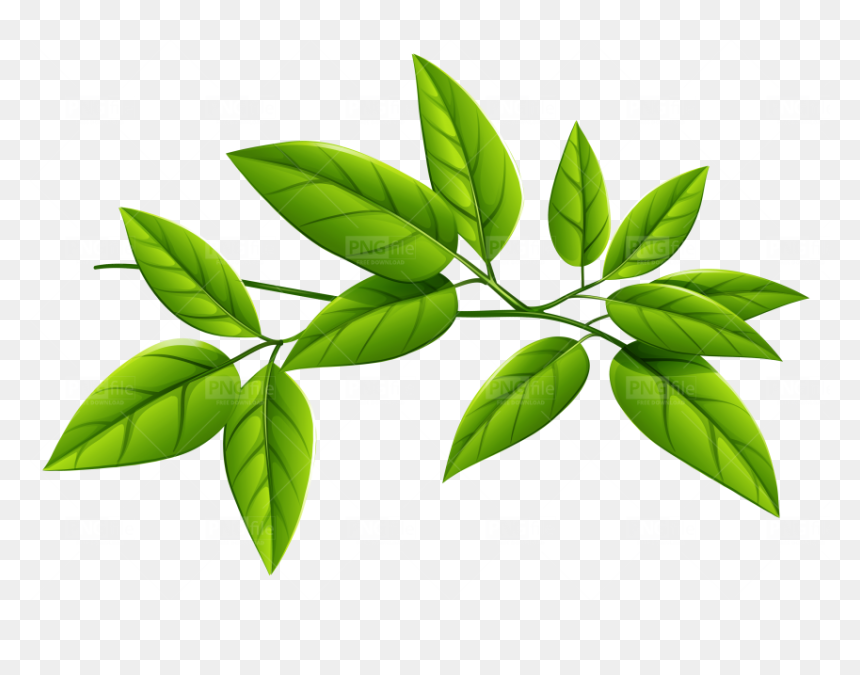 Clip Art, HD Png Download - green plant png