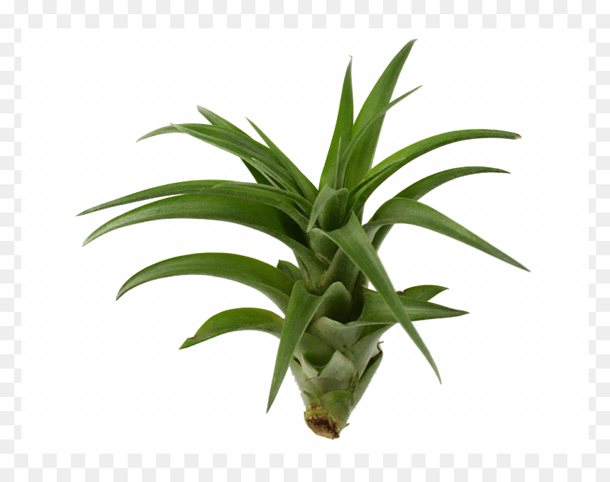Dracaena Fragrans Cintho, HD Png Download - green plant png