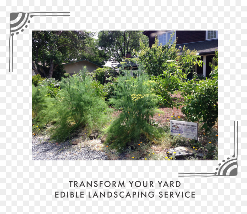Red Juniper, HD Png Download - green plant png