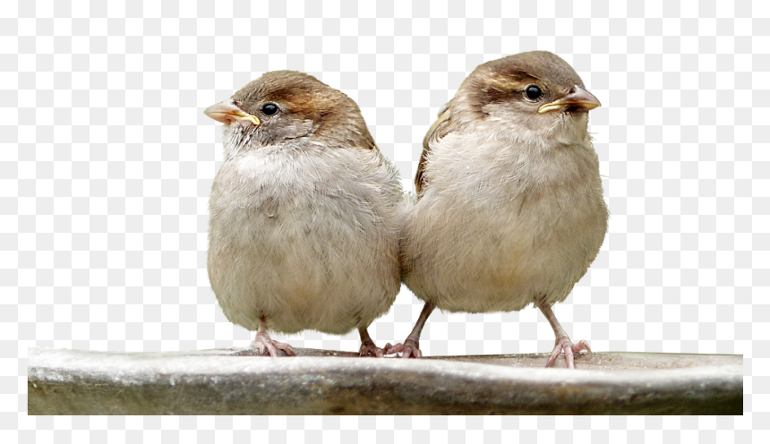 House Sparrow, HD Png Download - sparrow png