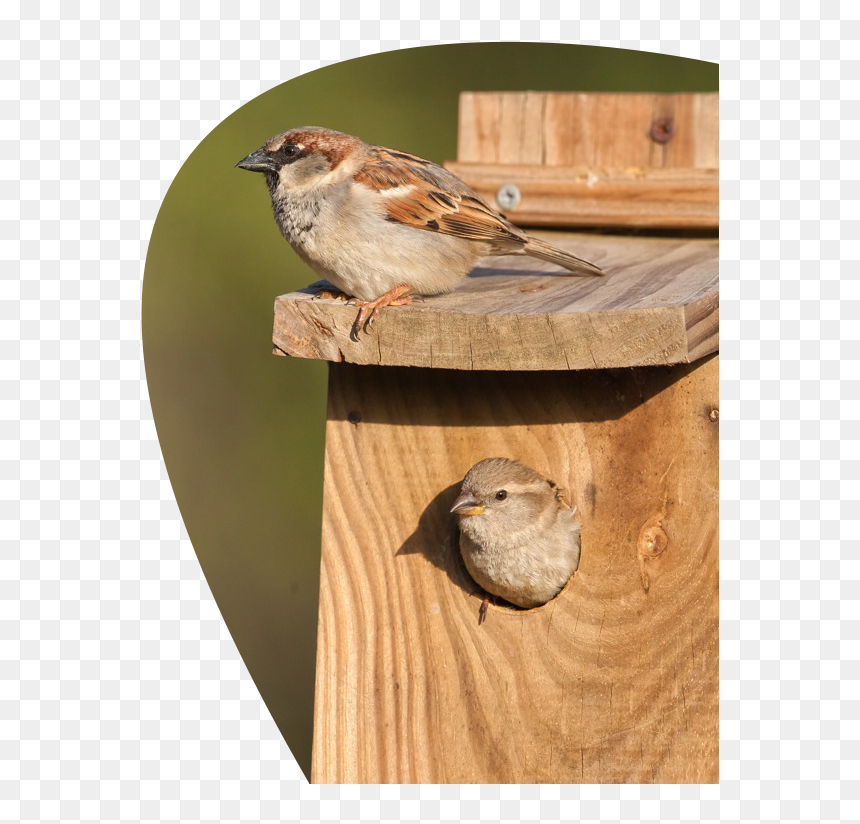 House Sparrow, HD Png Download - sparrow png