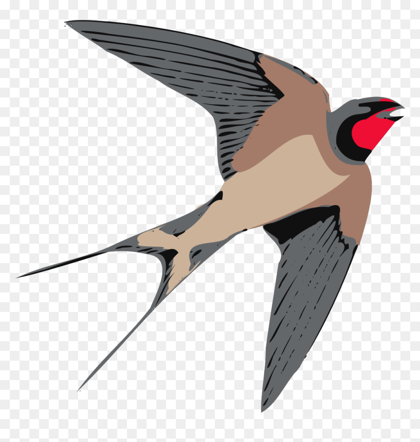 Bird Swallow Clipart, HD Png Download - sparrow png