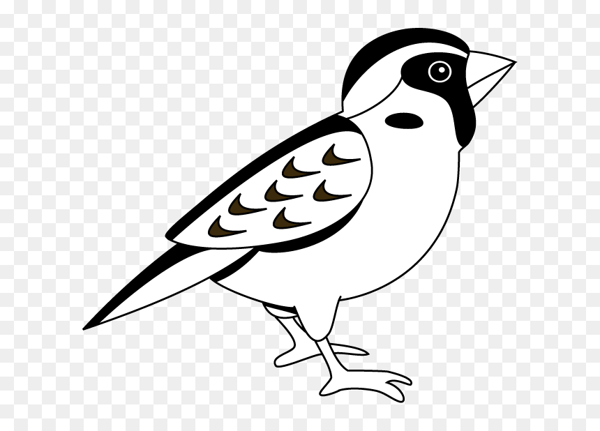 Sparrow Clipart Black And White, HD Png Download - sparrow png