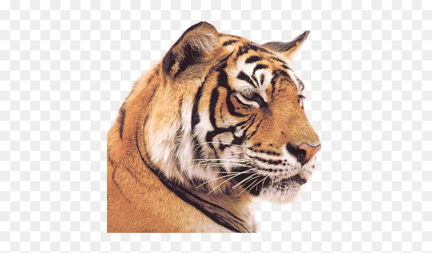 Indian Tiger, HD Png Download - tiger.png