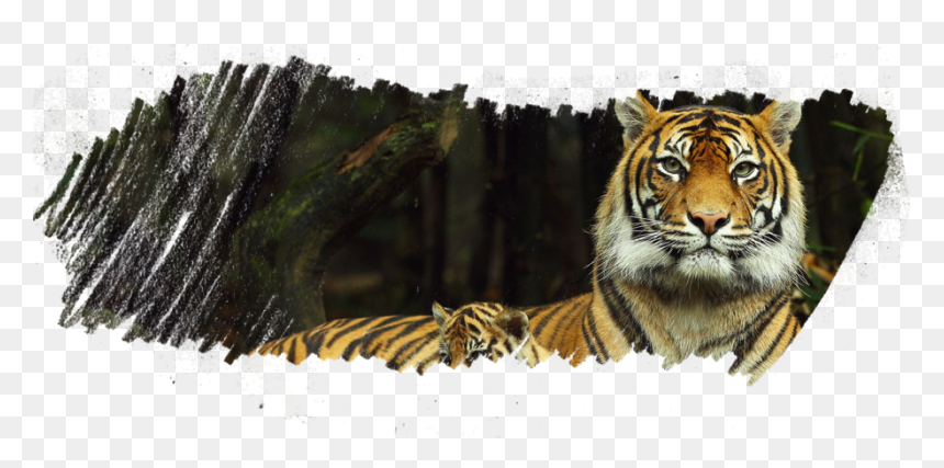 Taronga Zoo, HD Png Download - tiger.png