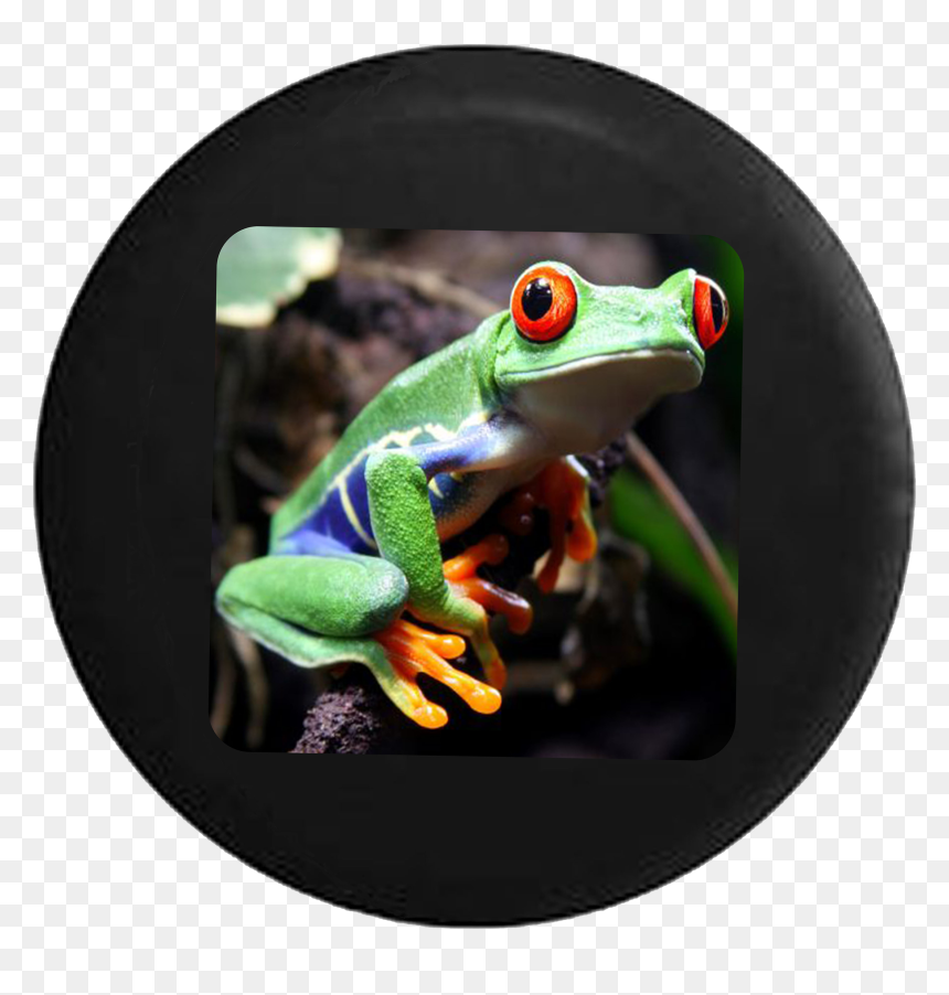 Bio Diversity And Peace, HD Png Download - tree frog png