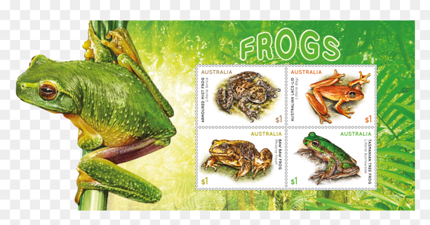 Frogs Stamps Australia, HD Png Download - tree frog png