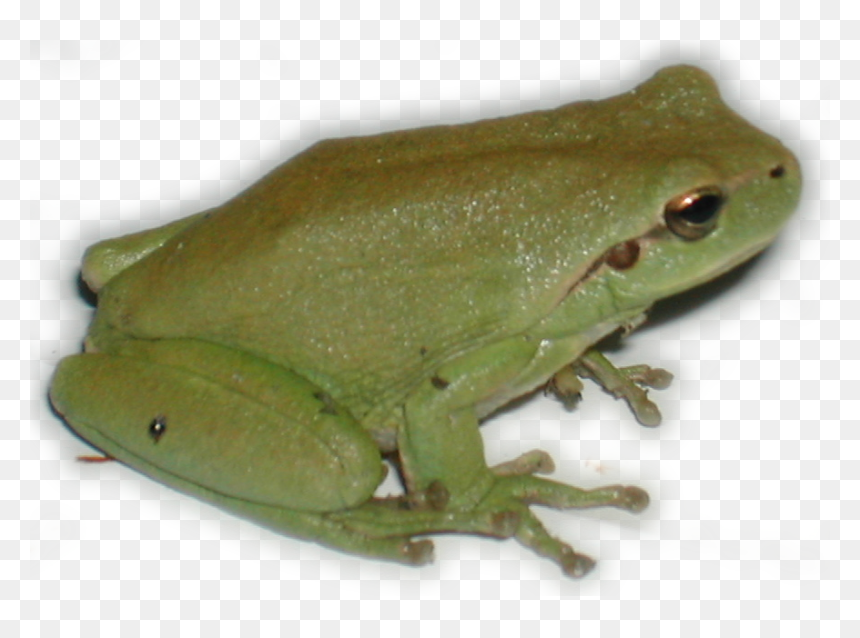 Rainette Png, Transparent Png - tree frog png