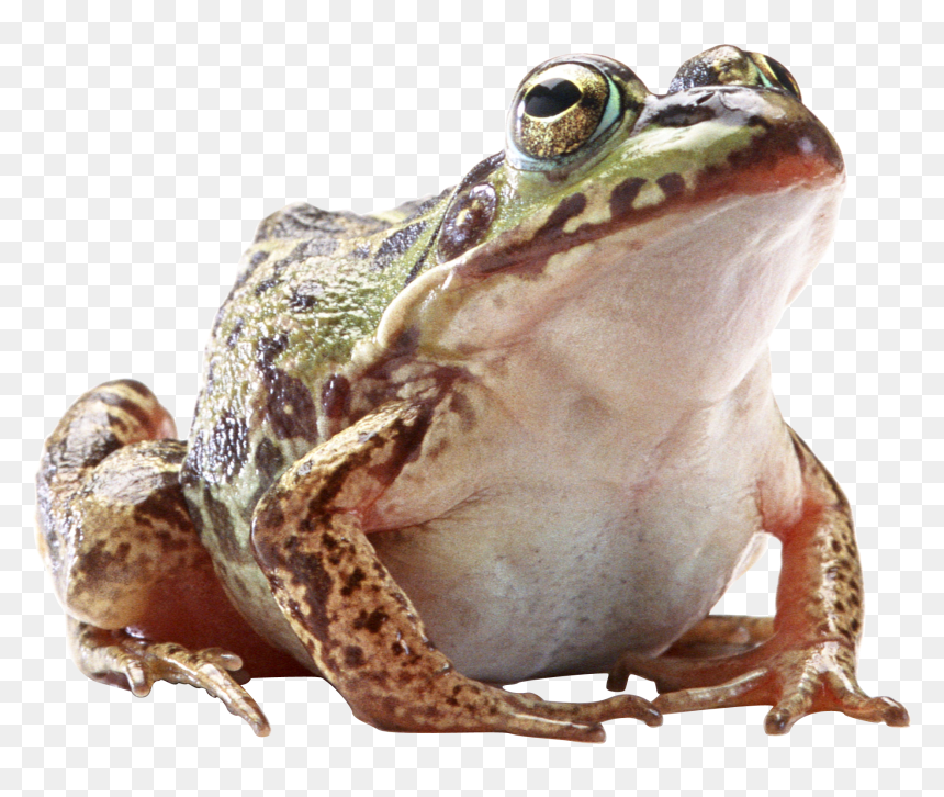 Жаба Пнг, HD Png Download - tree frog png