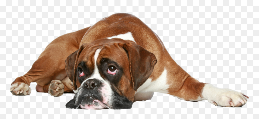 Boxer Dog Get Well, HD Png Download - boxer dog png