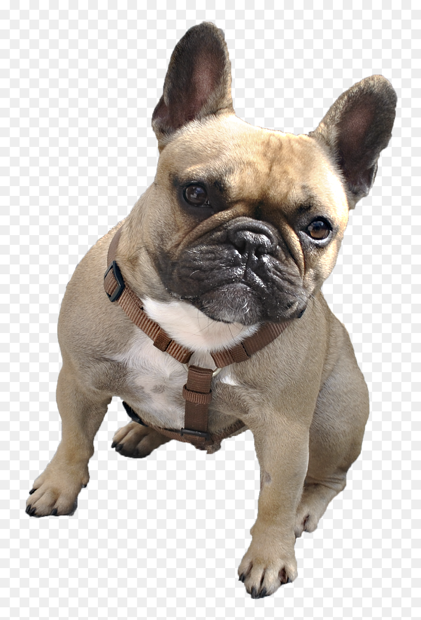 Transparent Logo Dog Png, Png Download - boxer dog png