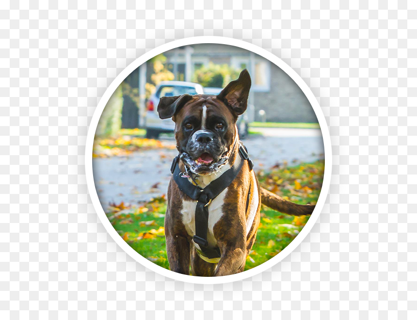 Boxer, HD Png Download - boxer dog png