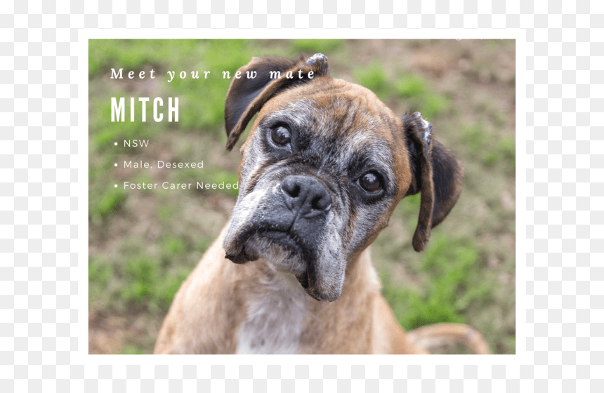 Boxer, HD Png Download - boxer dog png