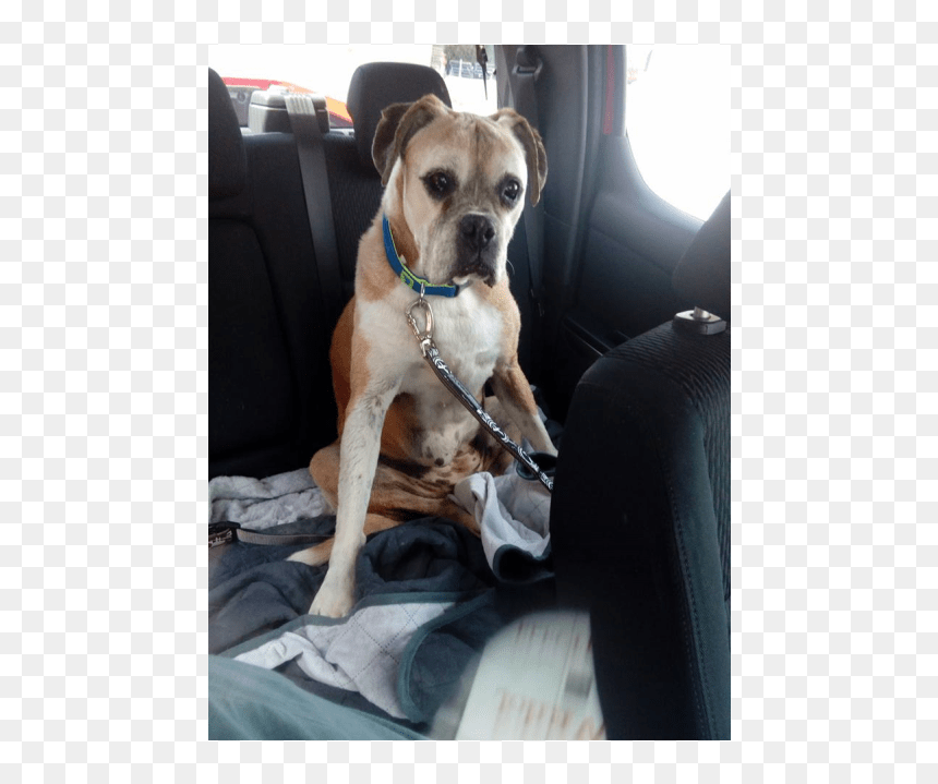 Boxer, HD Png Download - boxer dog png