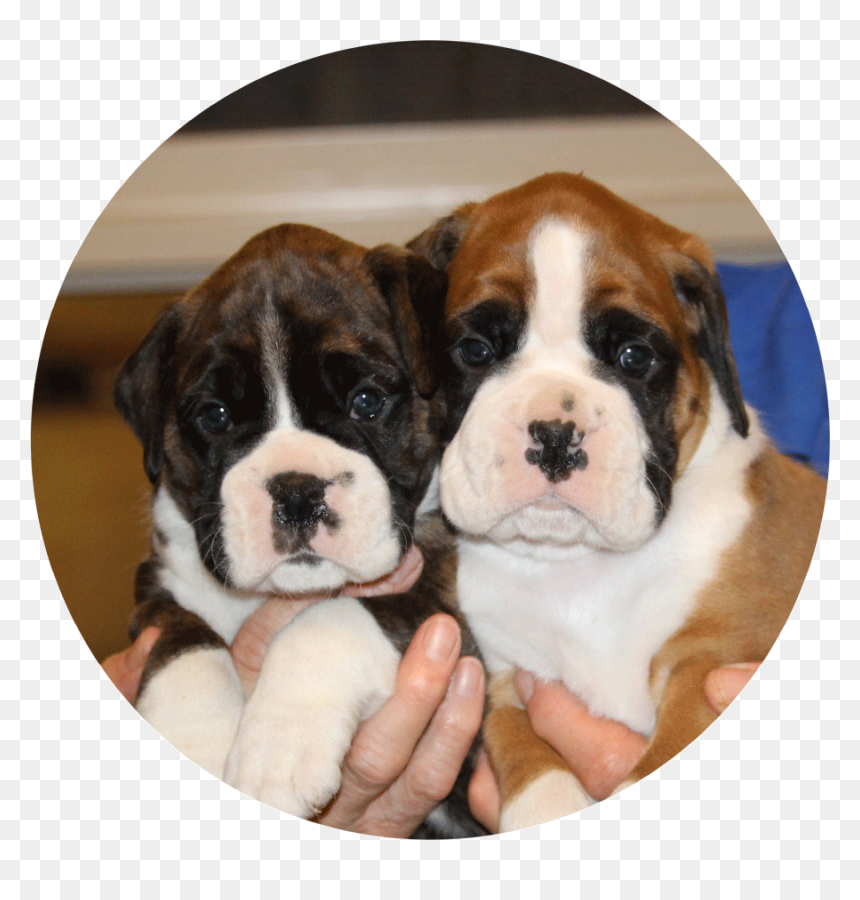 Boxer, HD Png Download - boxer dog png