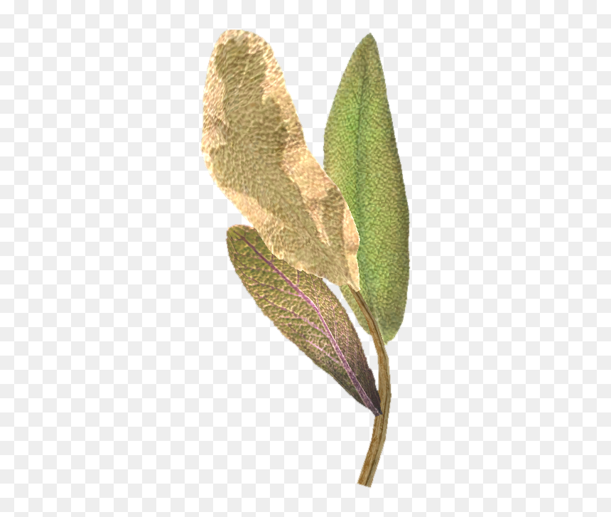 Elven Plants, HD Png Download - elf ear png