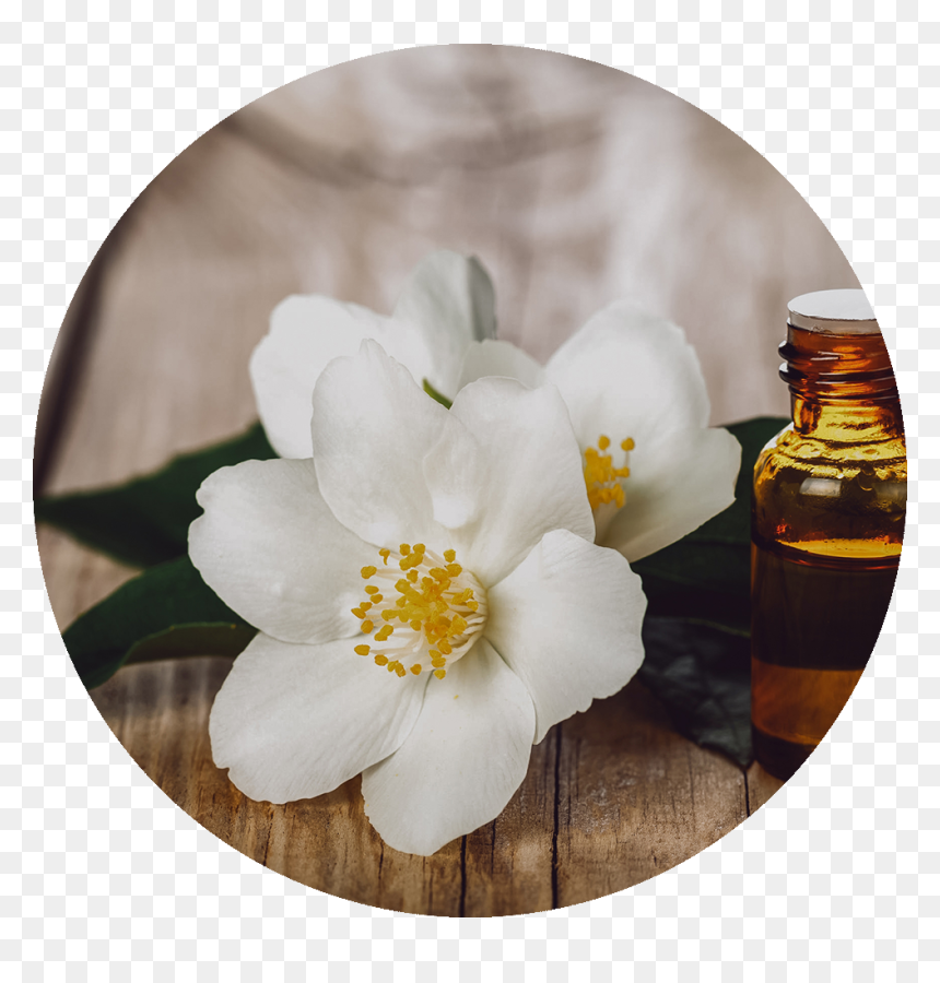Jasmine Flowers Of Jasmine Oil, HD Png Download - jasmine flower png
