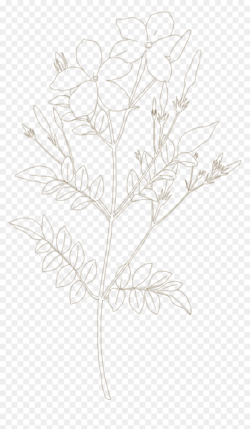 Drawing, HD Png Download - jasmine flower png