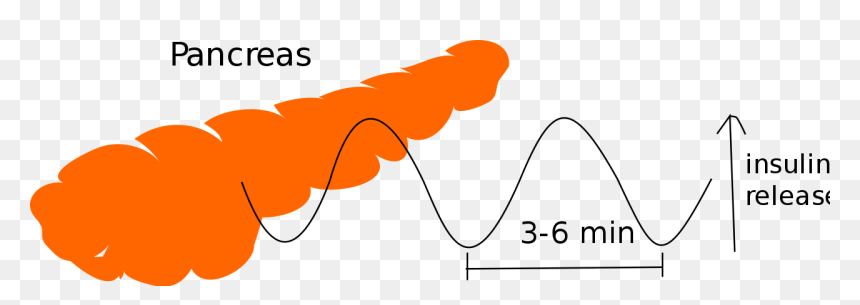 Pathogens That Disrupt Homeostasis, HD Png Download - pancreas png