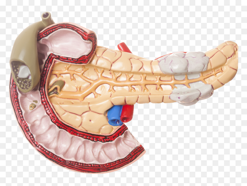Cancer De Pancreas Png, Transparent Png - pancreas png