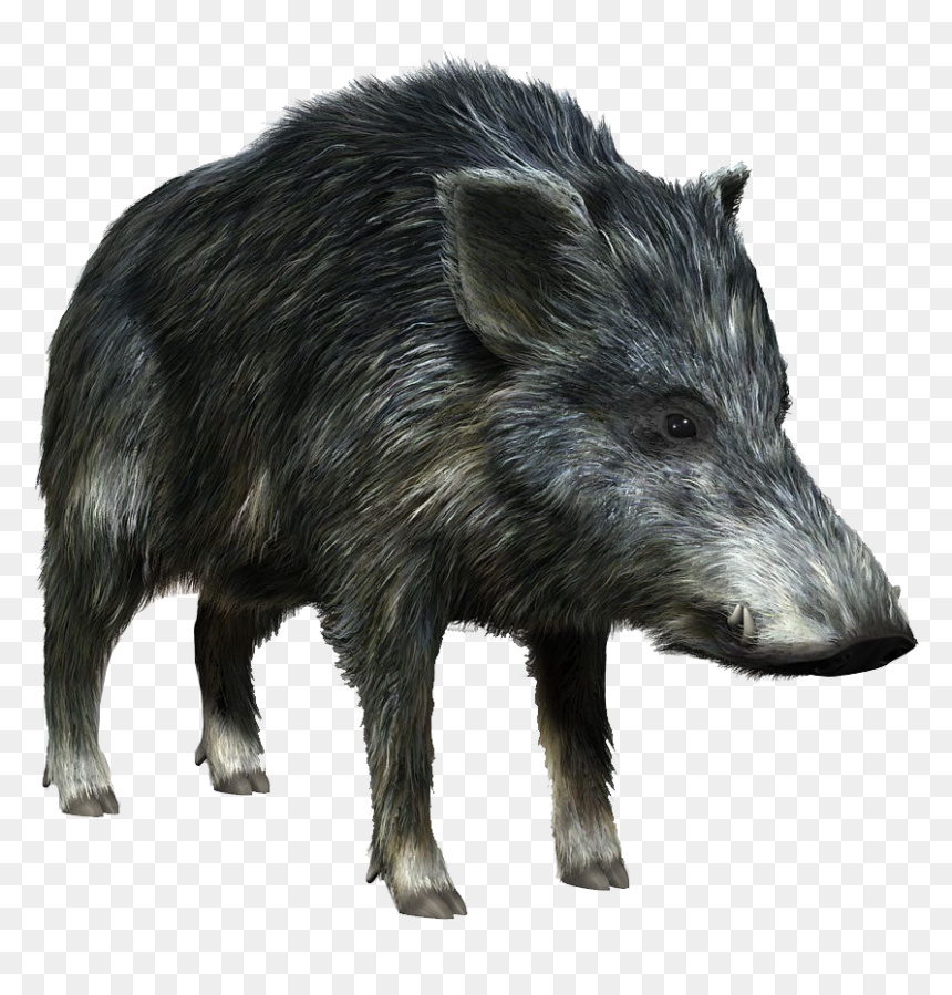 Boar Png, Transparent Png - bhai dooj png