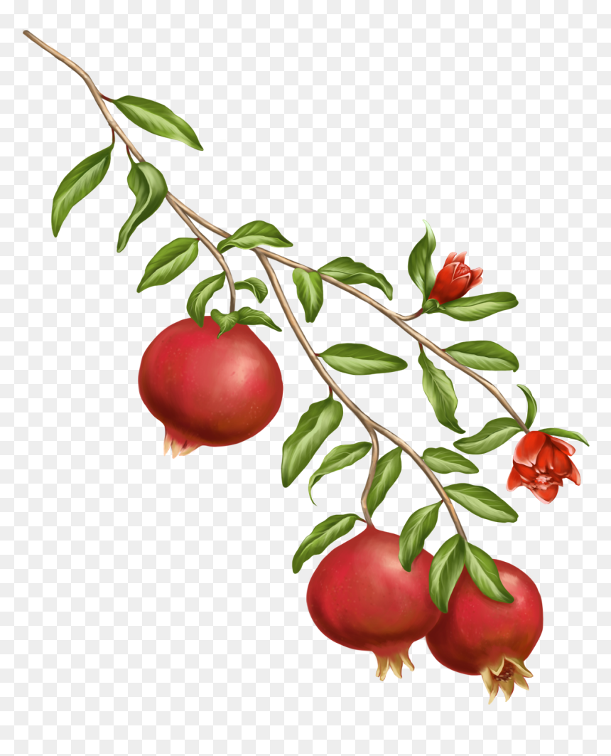 Pomegranate Plant Transparent Background, HD Png Download - pomegranate seeds png
