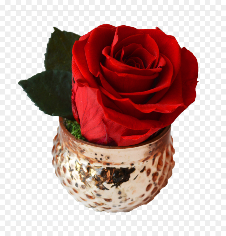 Floribunda, HD Png Download - valentine single roses png