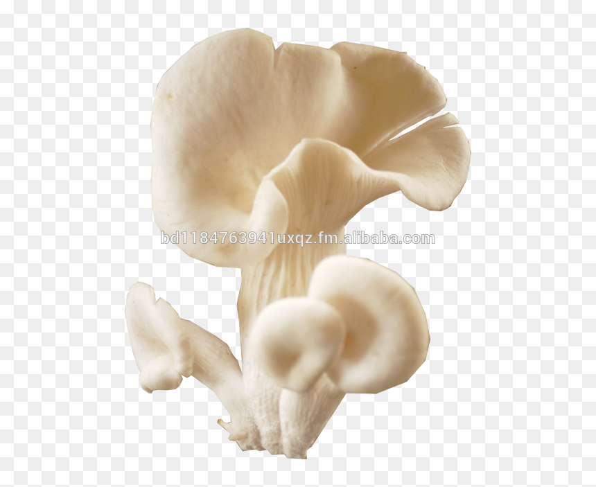 White Oyster Mushroom Png, Transparent Png - button mushroom png