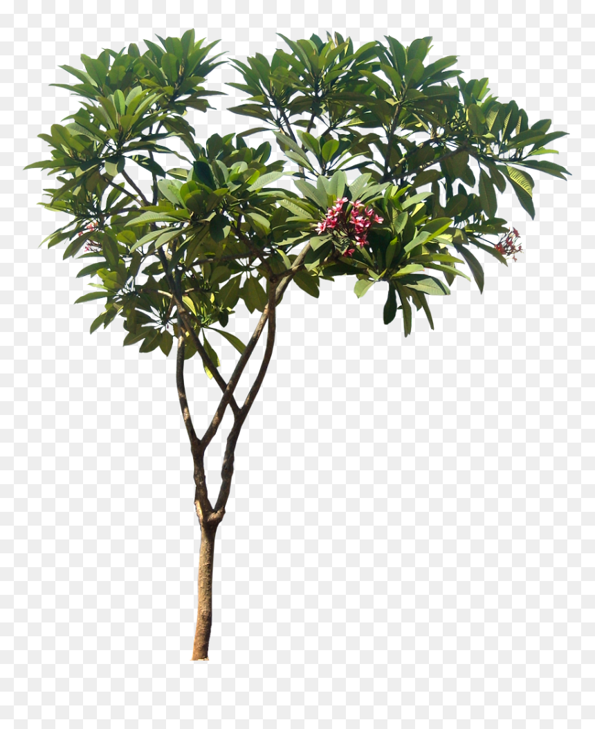 Plumeria Rubra Png, Transparent Png - plumeria tree png