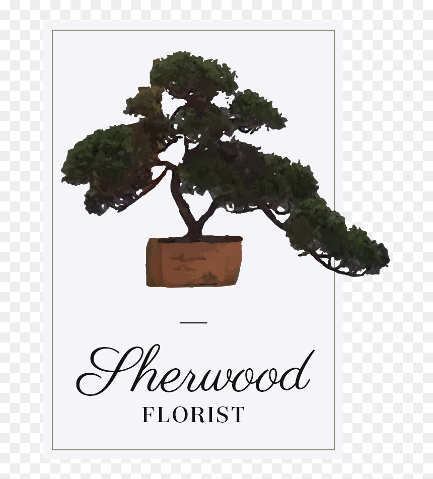 Bonsai, HD Png Download - plumeria tree png